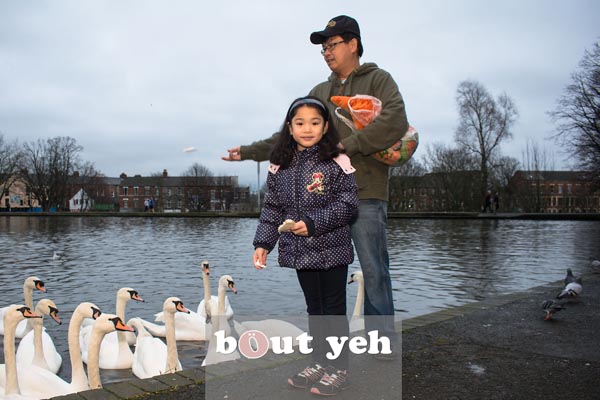 Feeding swans.