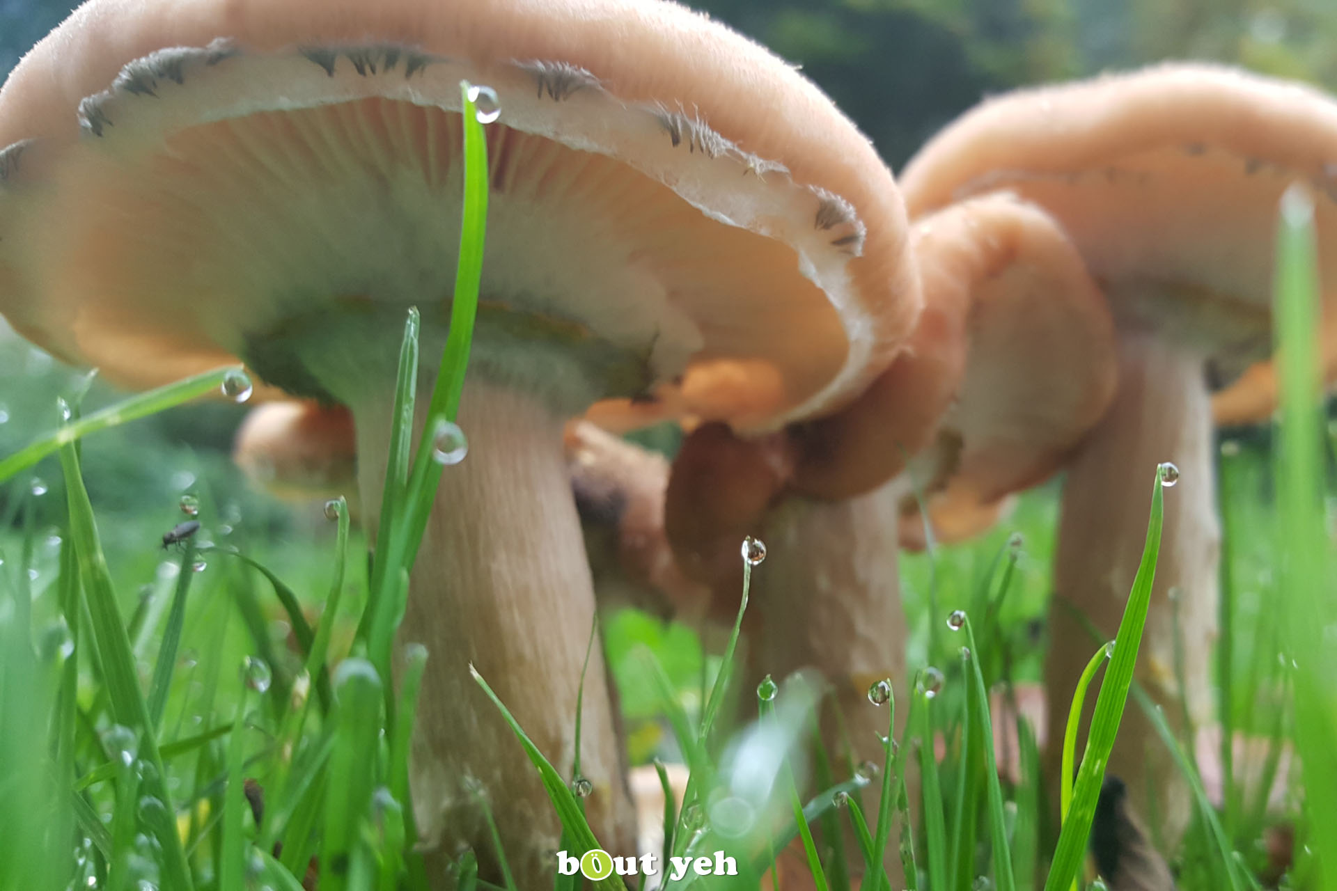 Photo of mushrooms growing in dew tipped grass.
