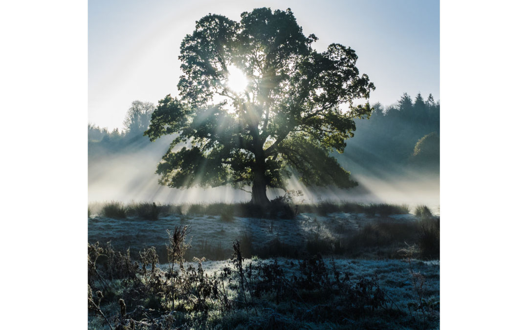 Light Scattering Through Tree – Lagan Tow Path