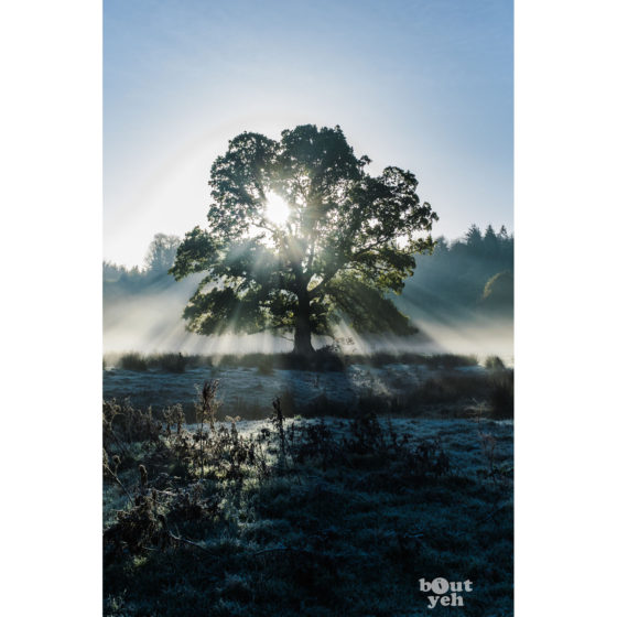 Light Scatter Tree 2, Northern Ireland. Ireland landscape photograph.