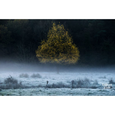 Pear Shaped Tree 2, Northern Ireland. Ireland landscape photograph.