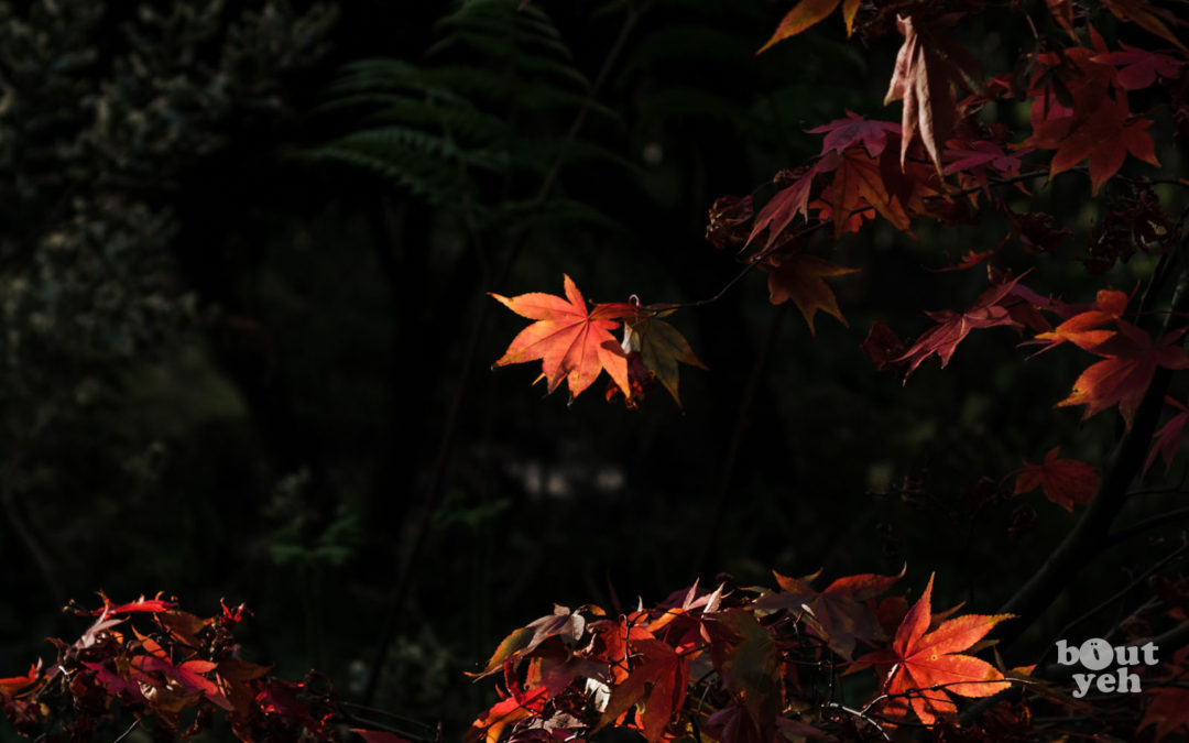 Rust Coloured Leaves