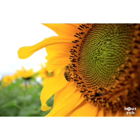 Bee collecting pollen from sunflower - photographic print for sale. Photo by Glenda Hall.
