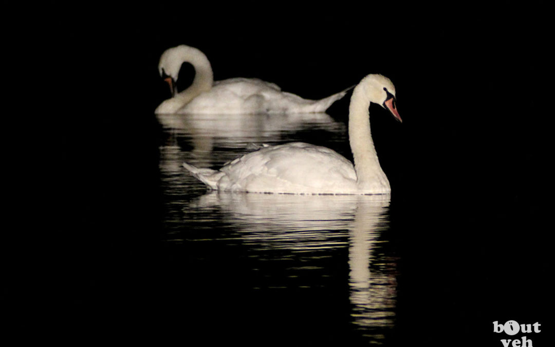 Swans Reflected at Night, Northern Ireland