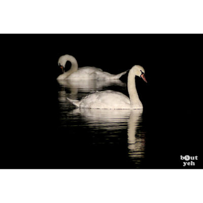 Swans reflected in water at night - photographic print for sale. Photo by Glenda Hall.
