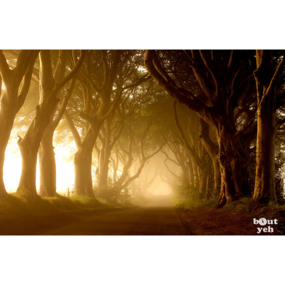 The Dark Hedges Game of Thrones location, Northern Ireland - photographic print for sale. Photo by Glenda Hall.