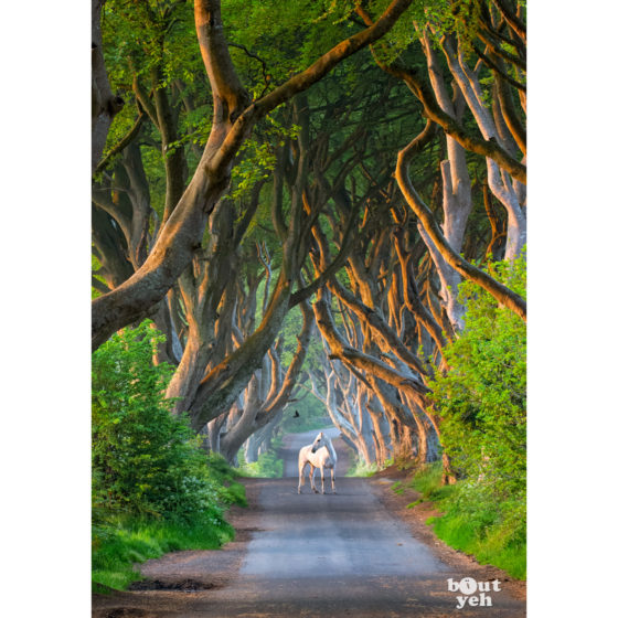The Dark Hedges, Game of Thrones location - photo for sale by bout yeh, lo