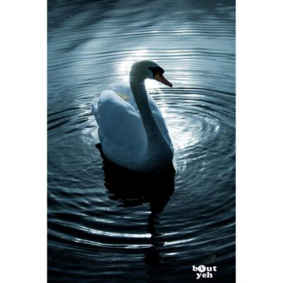 Swan silhouetted against sunlight at The Waterworks park Belfast, Northern Ireland - photo 1138