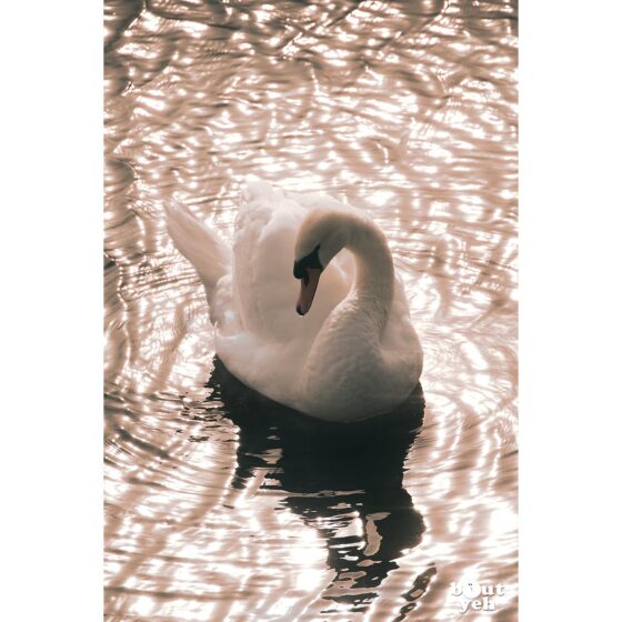 Photographs of Ireland for sale. Swan on sunlit water at The Waterworks Belfast, Northern Ireland, by Stephen S T Bradley, photo 1121