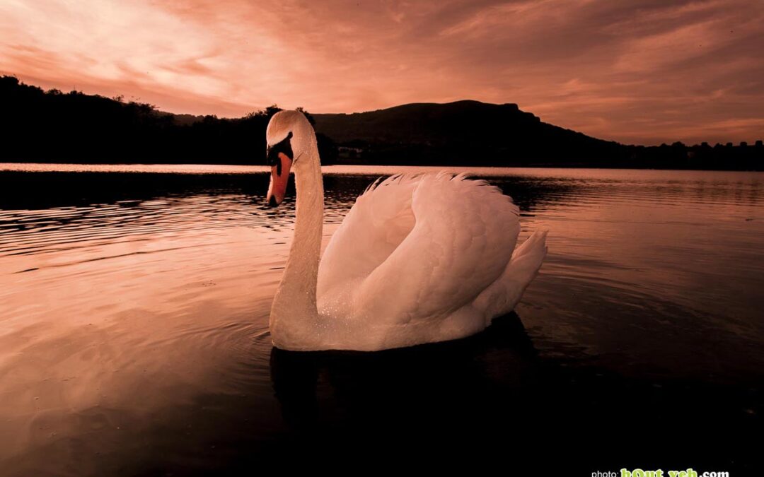 Swan on water at sunset, The Waterworks Belfast – photo for sale