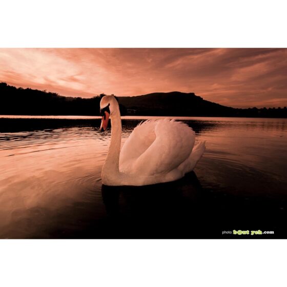 Photographs of Ireland for sale - Swan on water at sunset at The Waterworks Belfast, Northern Ireland, photo 1299