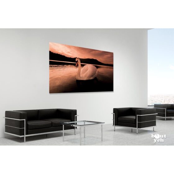 Photographs of Ireland for sale - Swan on water at sunset at The Waterworks Belfast, photo 1299 in room setting