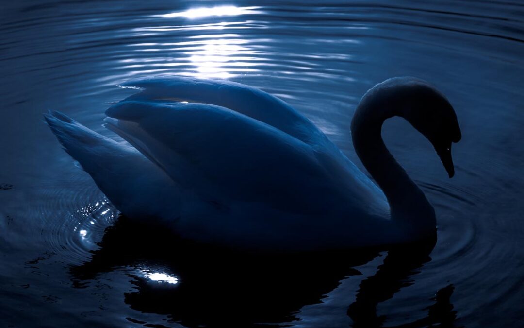 Swan silhouette, The Waterworks Belfast – photo for sale