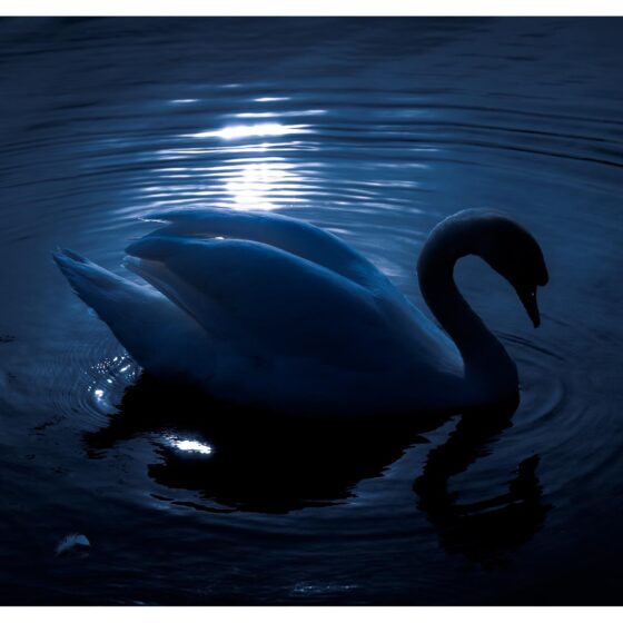 Photographs of Ireland for sale. Swan on sunlit water at The Waterworks Belfast, Northern Ireland, by Stephen S T Bradley, photo 1142