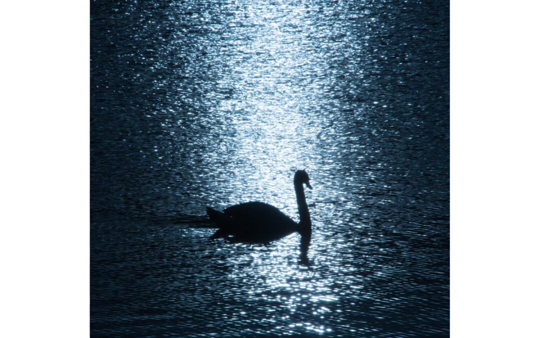 Swan on water backlit by sun, Waterworks, Belfast