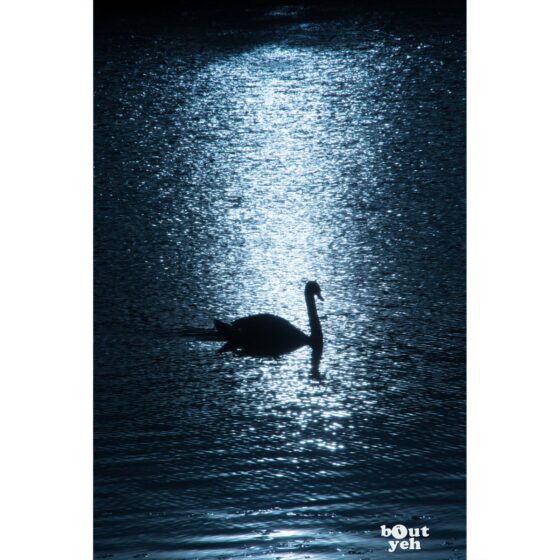 Photographs of Ireland for sale - Swan on water backlit by sun at The Waterworks Belfast, photo 1277