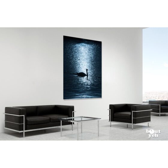 Photographs of Ireland for sale - Swan on water backlit by sun at The Waterworks Belfast, photo 1277 in room setting