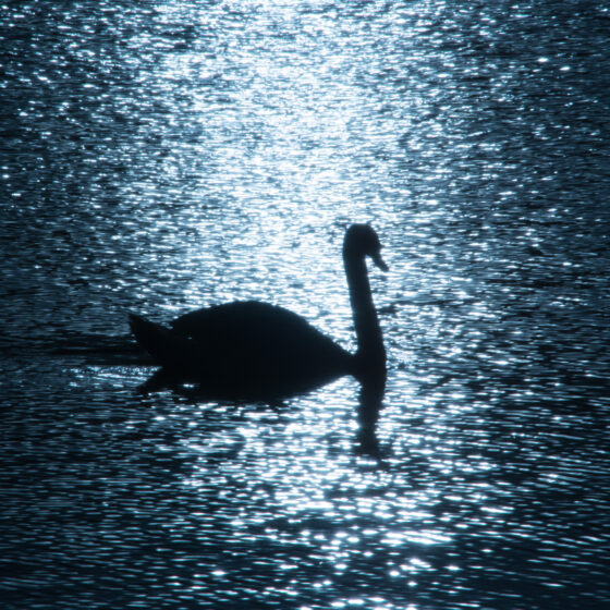 Photographs of Ireland for sale - Swan on water backlit by sun at The Waterworks Belfast, photo 1277 detail