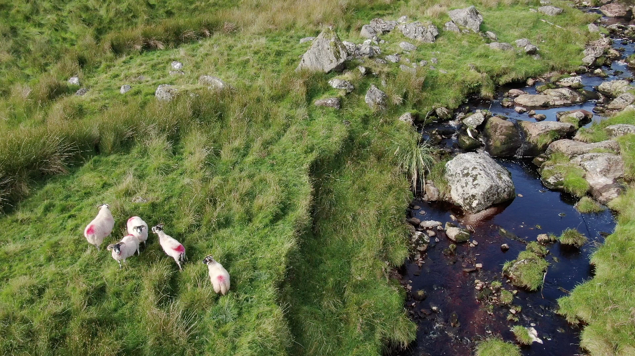 Sheep beside stream at the top of Glendun filmed from the air by Bout Yeh aerial drone photography and video production Belfast